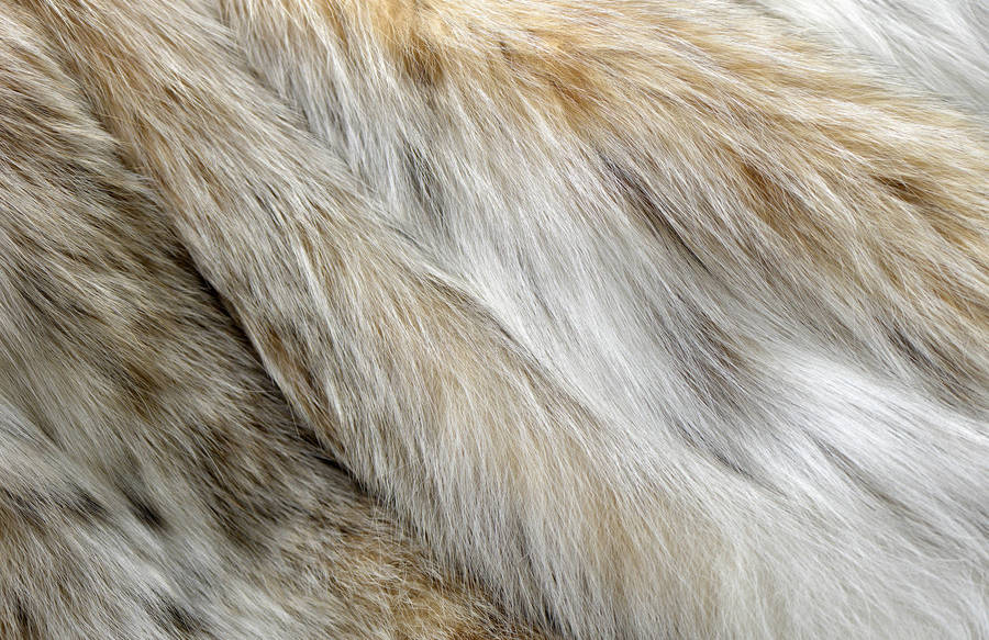 Текстура шерсти. Где найти мех. Мех норки шкурки. Где найти мех. Где найти мех.